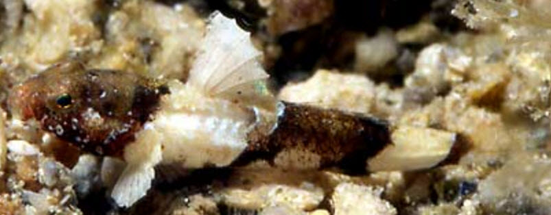 Lebetus guilleti_004